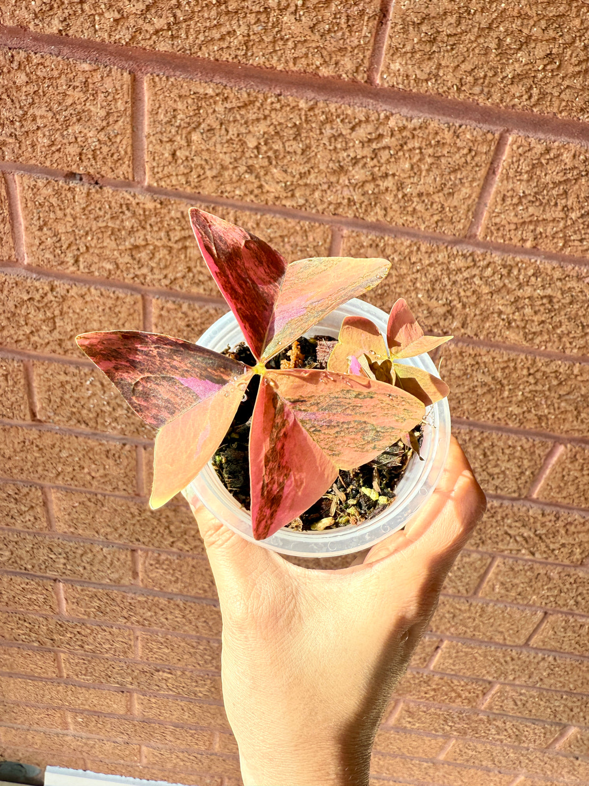 Oxalis Triangularis Variegated