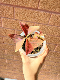 Oxalis Triangularis Variegated
