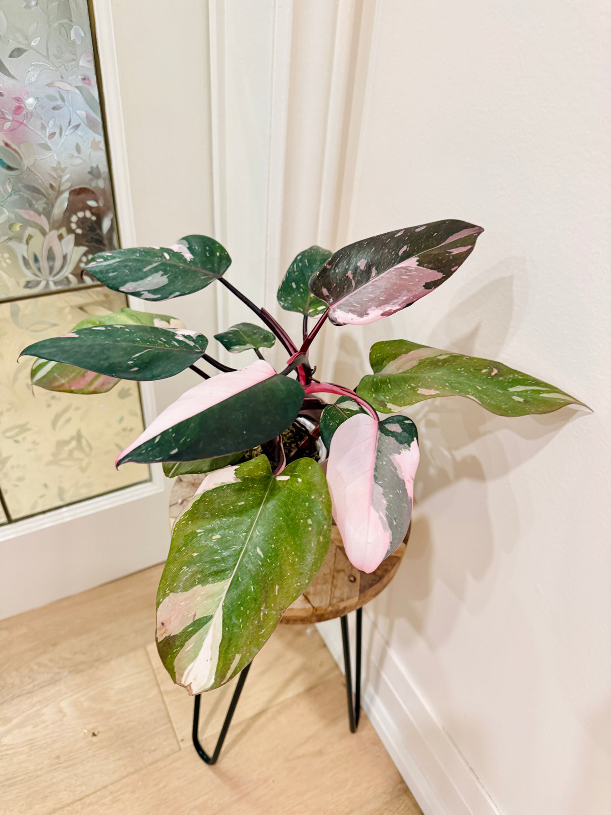 Philodendron Red Anderson Variegated