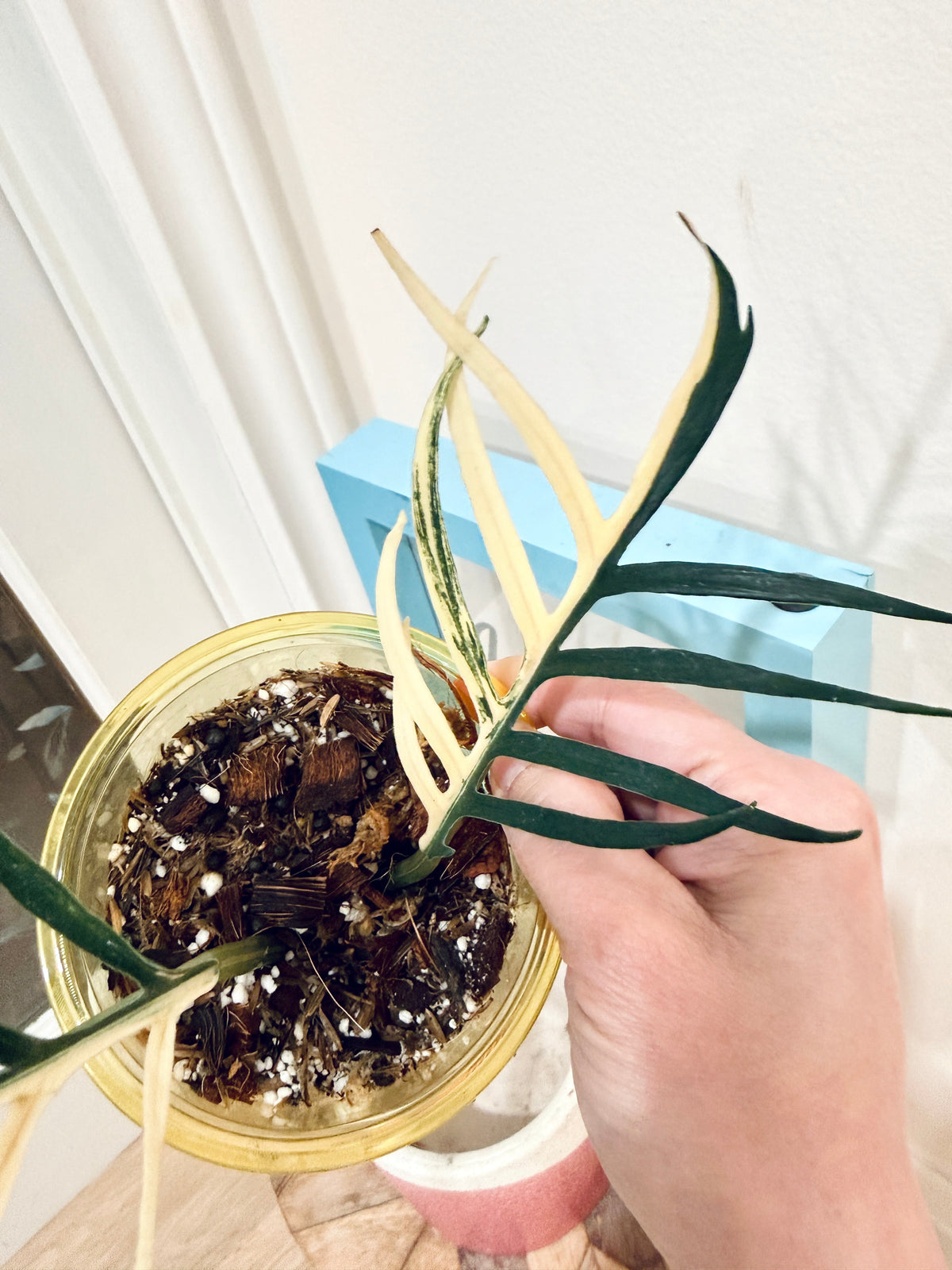 Philodendron Tortum Variegated
