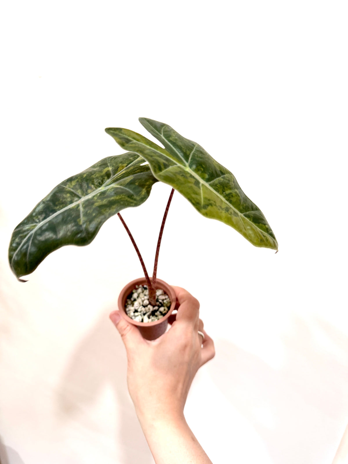 Alocasia Pseudo Aurea