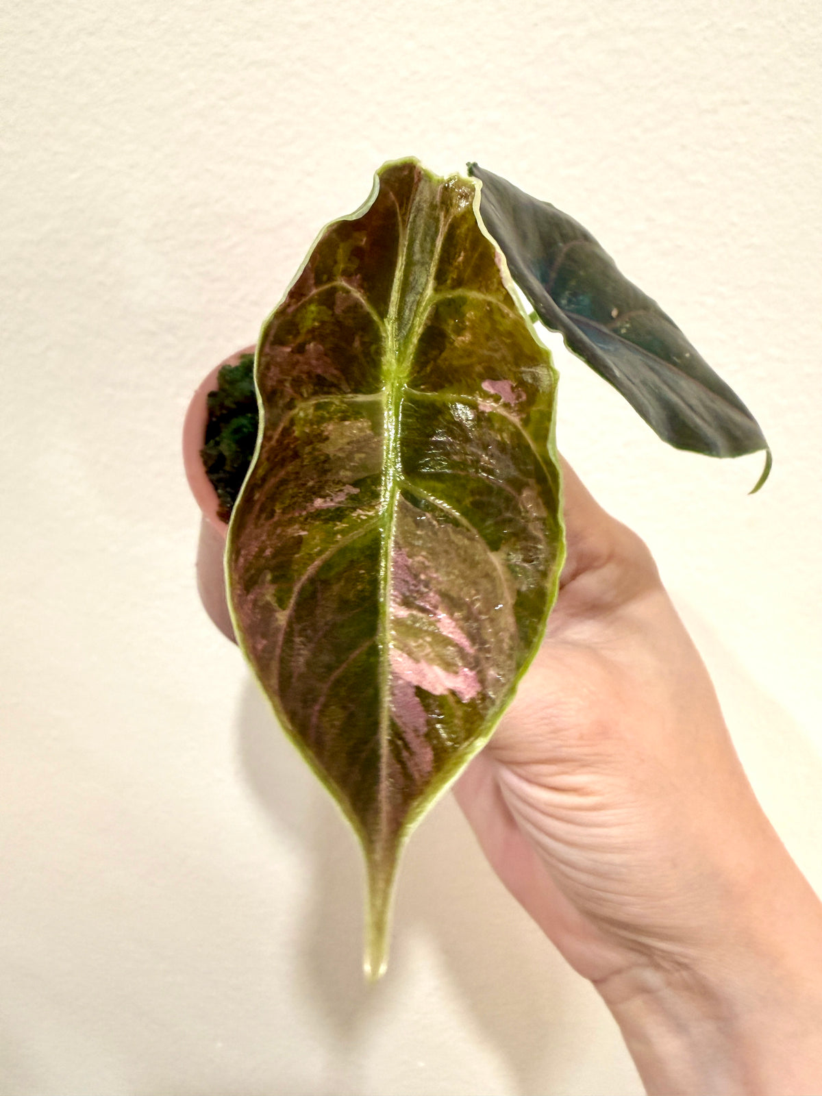 Alocasia Azlanii Pink Variegated