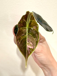 Alocasia Azlanii Pink Variegated