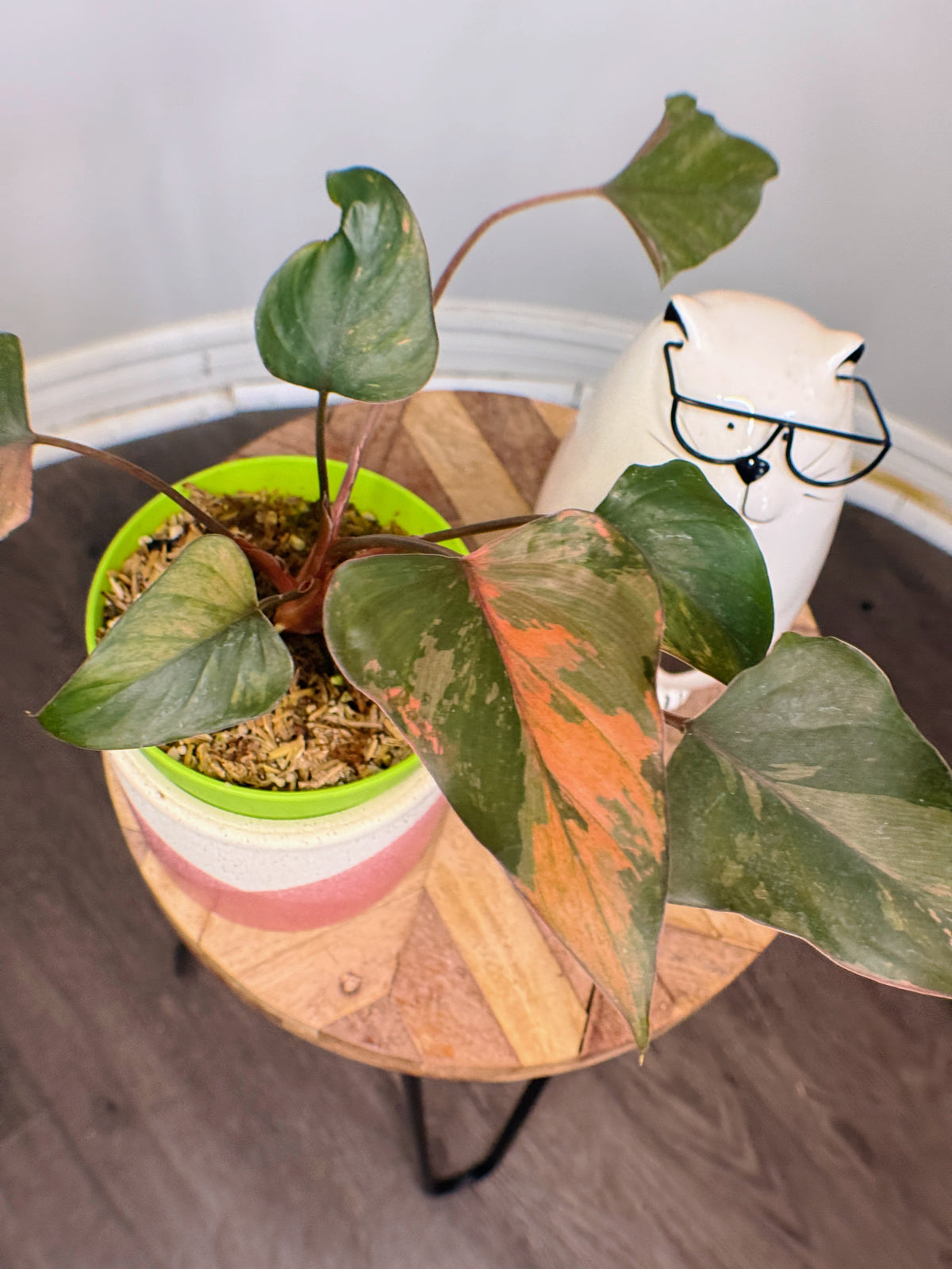 Homalomena Pink Diamond