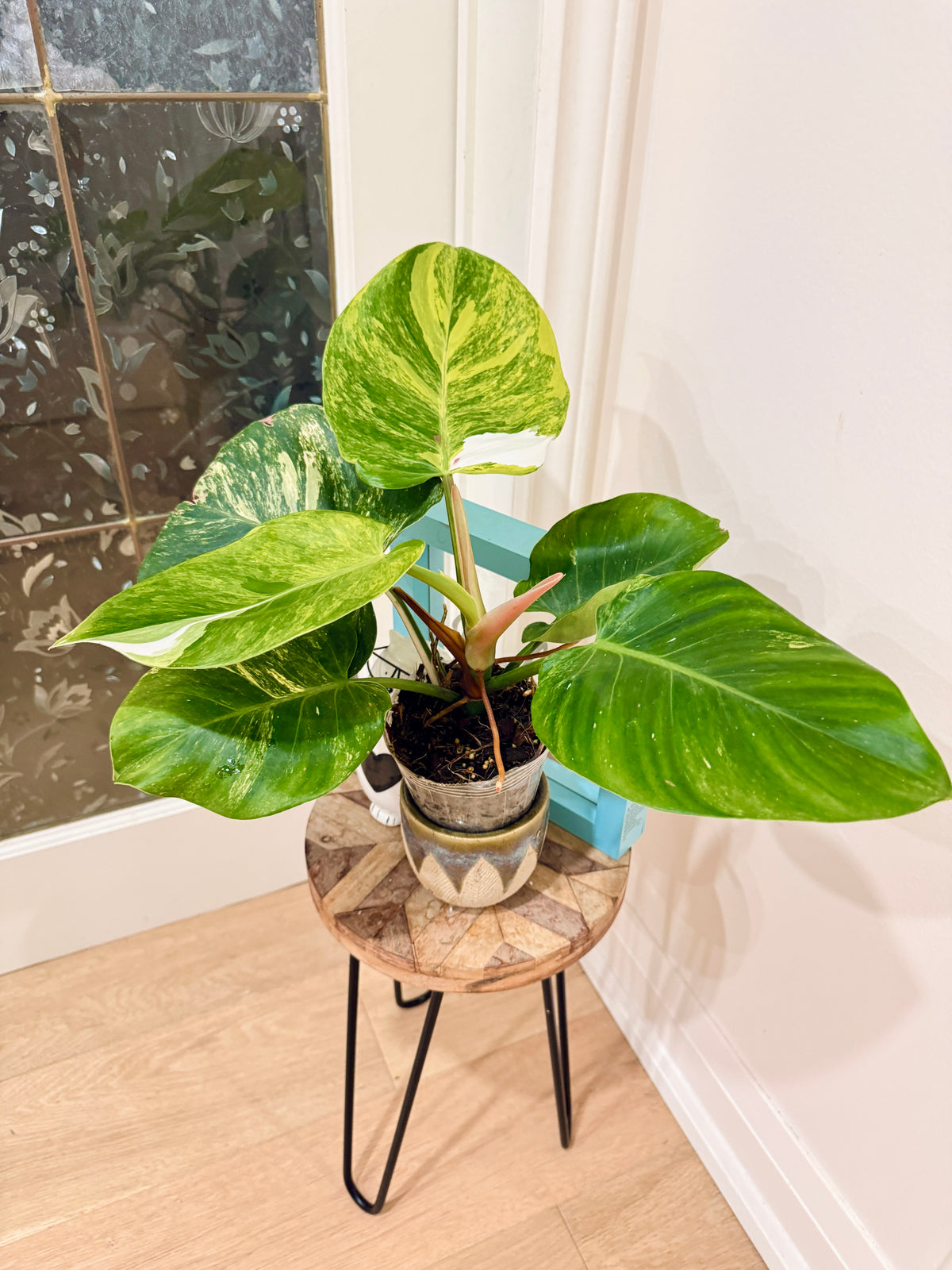 Philodendron White Knight Aurea/Tricolour