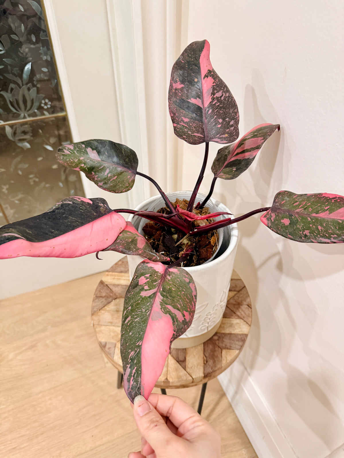 Philodendron Pink Princess Galaxy
