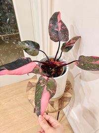 Philodendron Pink Princess Galaxy