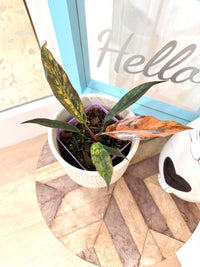 Philodendron Caramel Fire Tiger