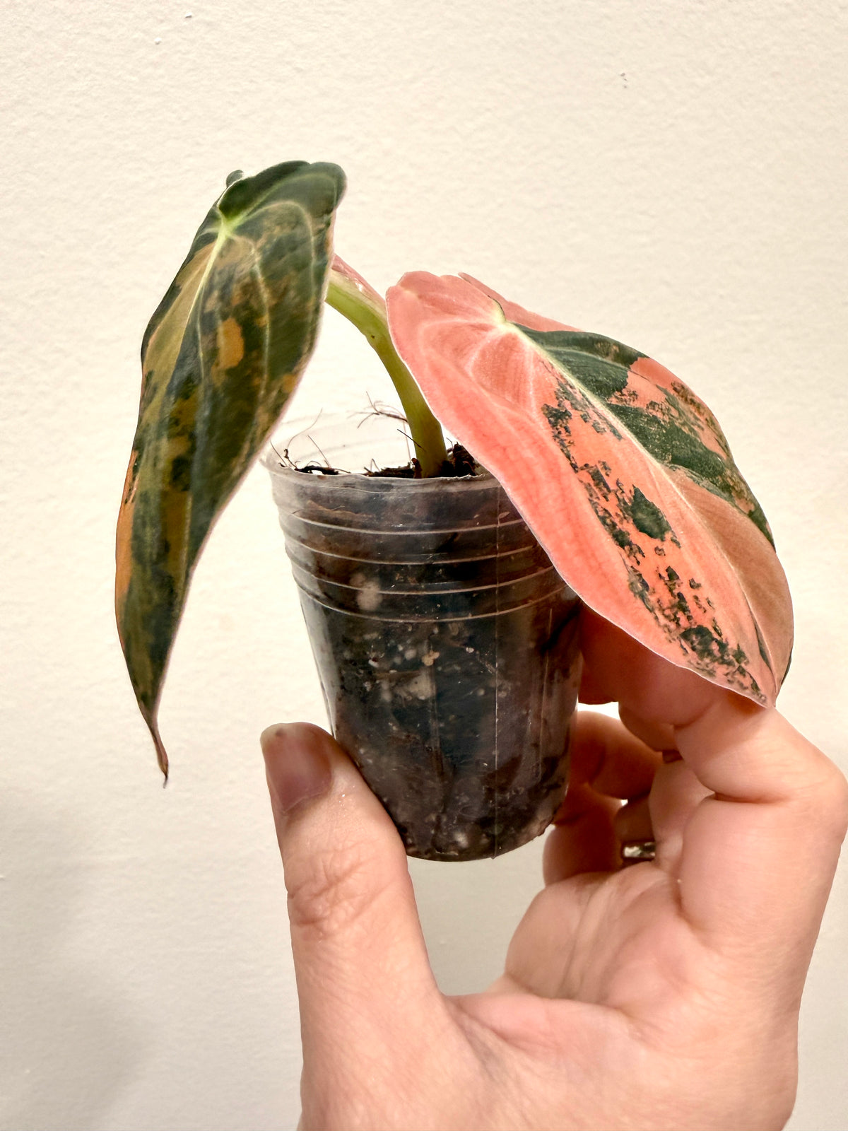 Philodendron Melanocrysum Orange "Bonfire"