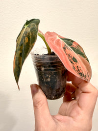 Philodendron Melanocrysum Orange "Bonfire"