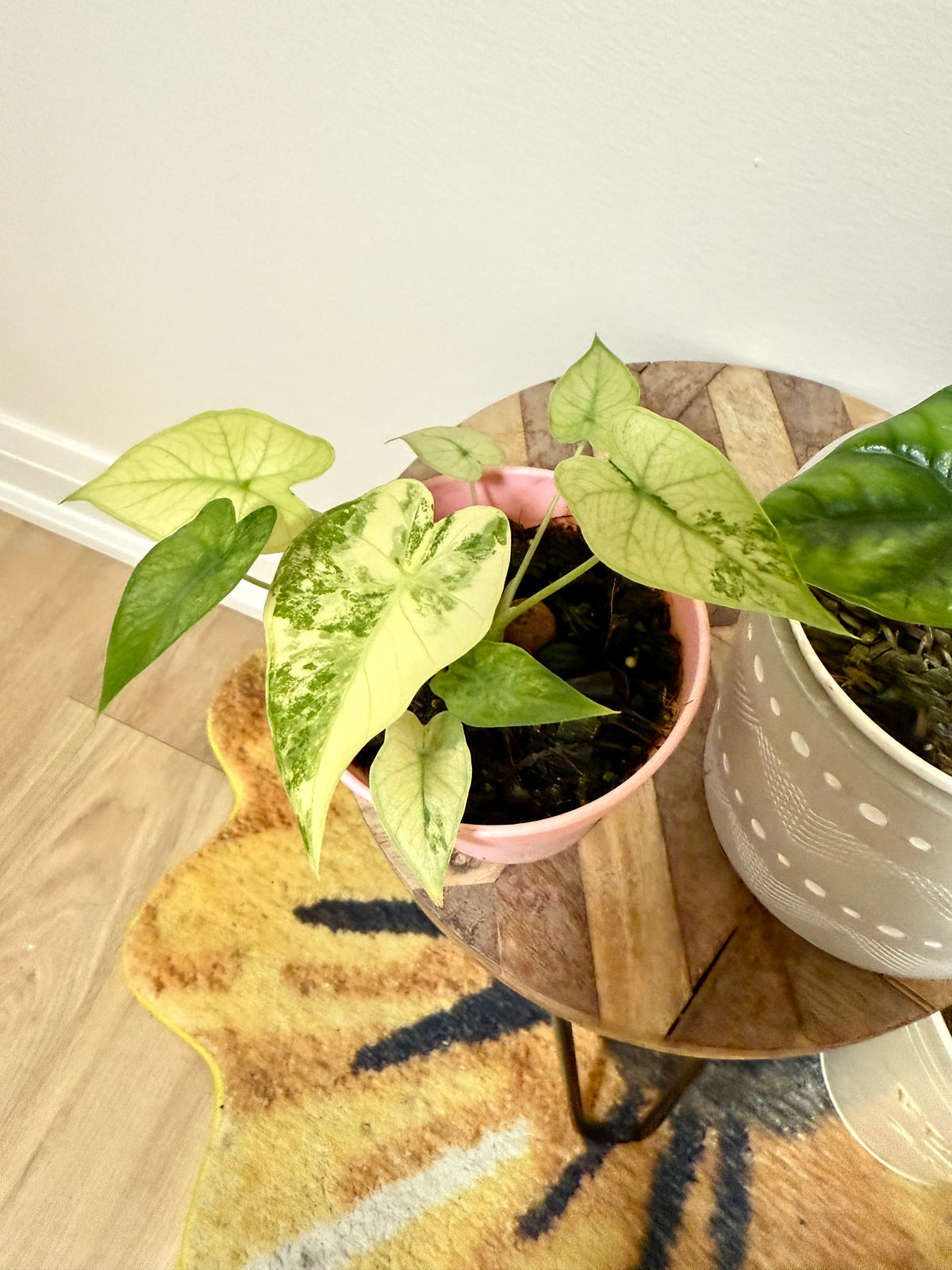 Combo Alocasia Sinuata Variegated & Gageana Mint