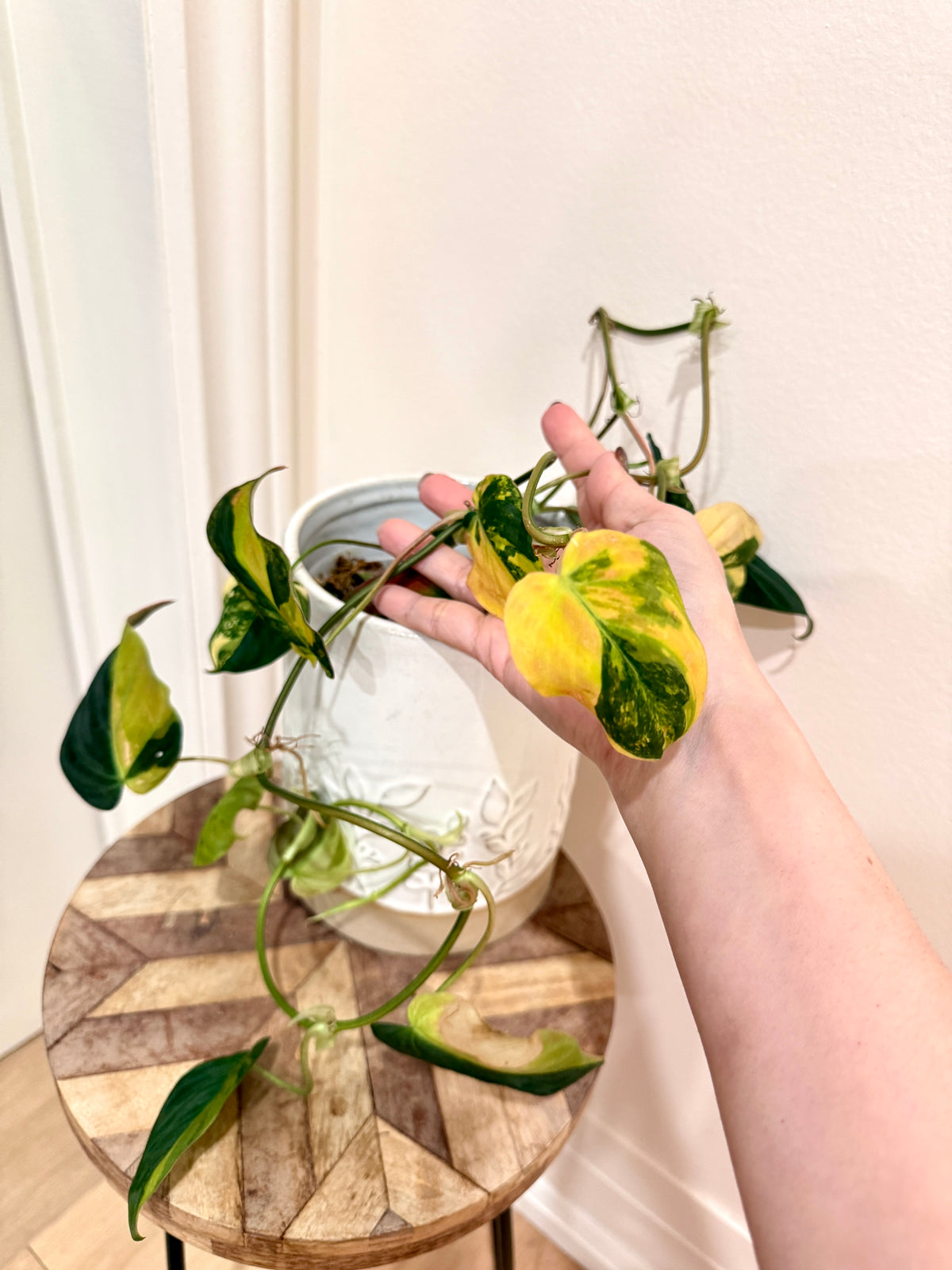 Philodendron Micans Variegated