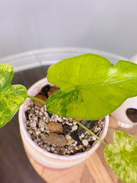 Alocasia Gageana Mint