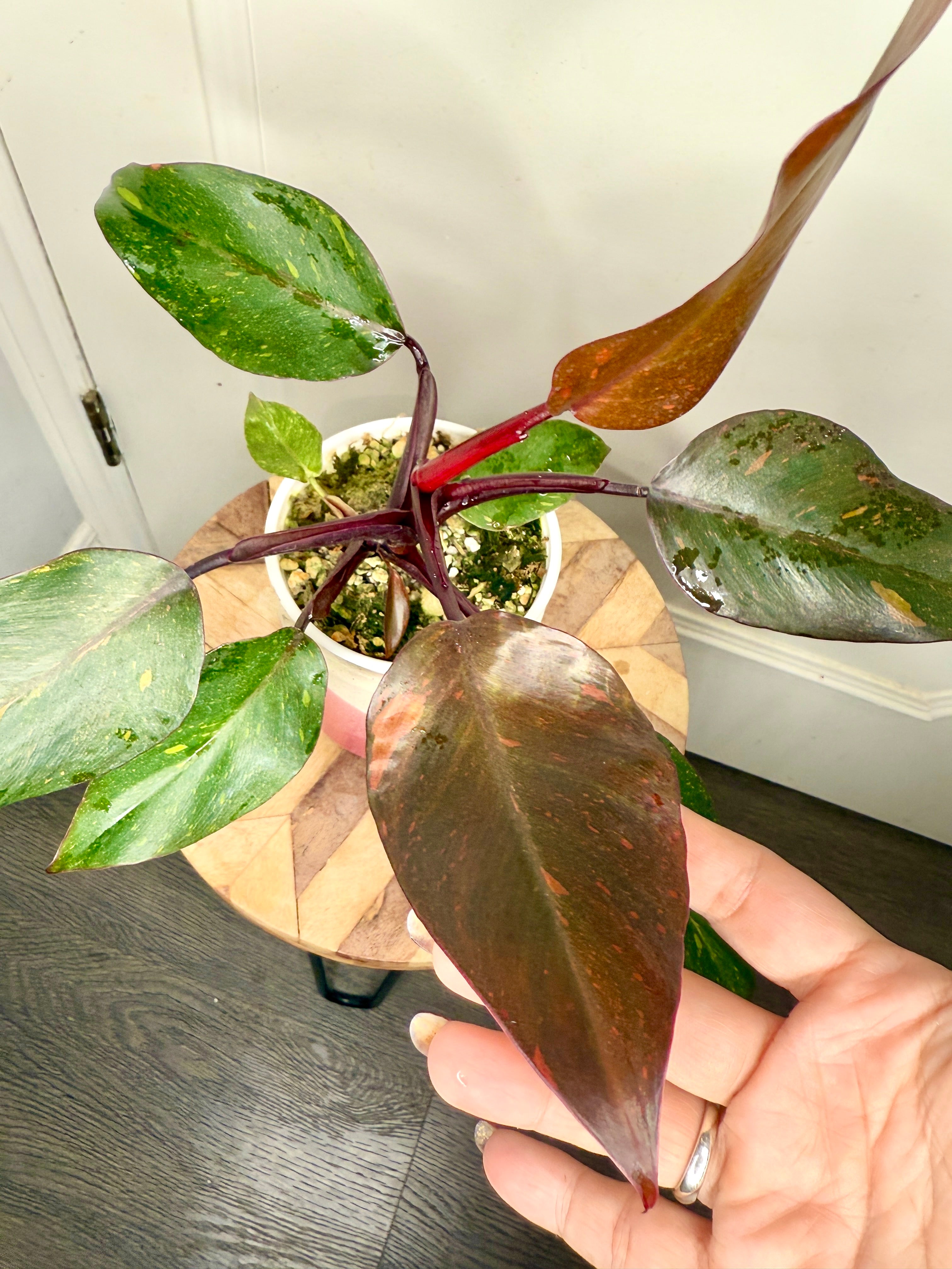 Philodendron Orange Princess – Rare Tropical Plants Canada