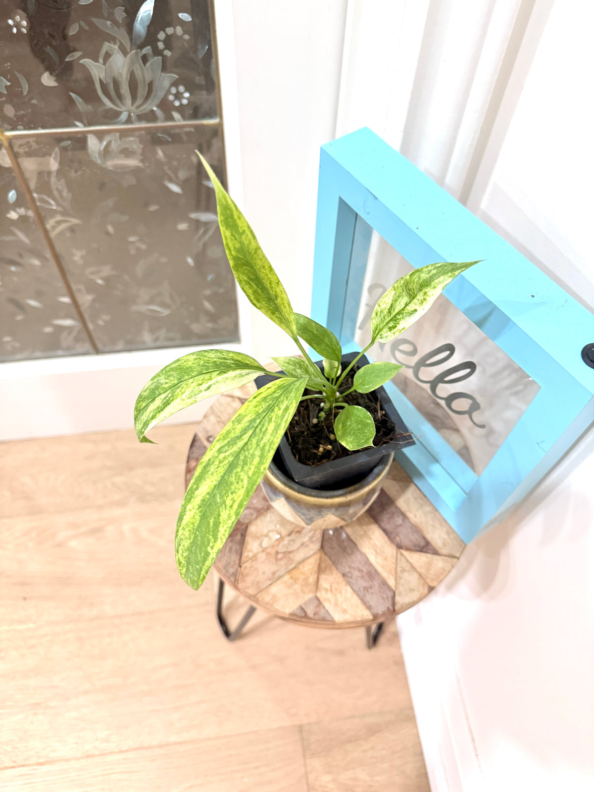 Anthurium Vittarifolium Variegated