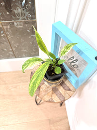 Anthurium Vittarifolium Variegated