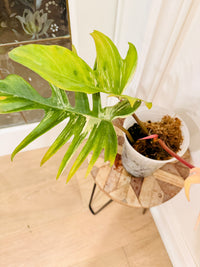 Philodendron Florida Beauty x Tortum 1