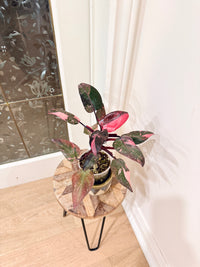 Philodendron Pink Princess Galaxy