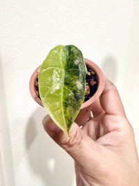 Alocasia Azlanii Aurea