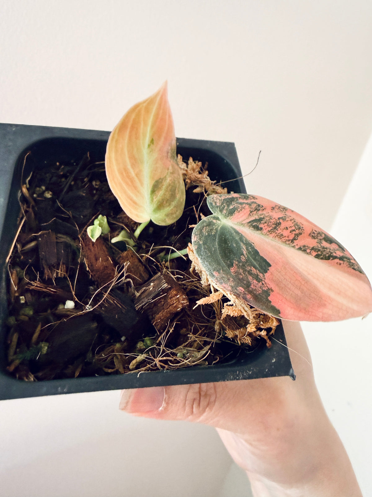 Philodendron Melanocrysum Orange "Bonfire"