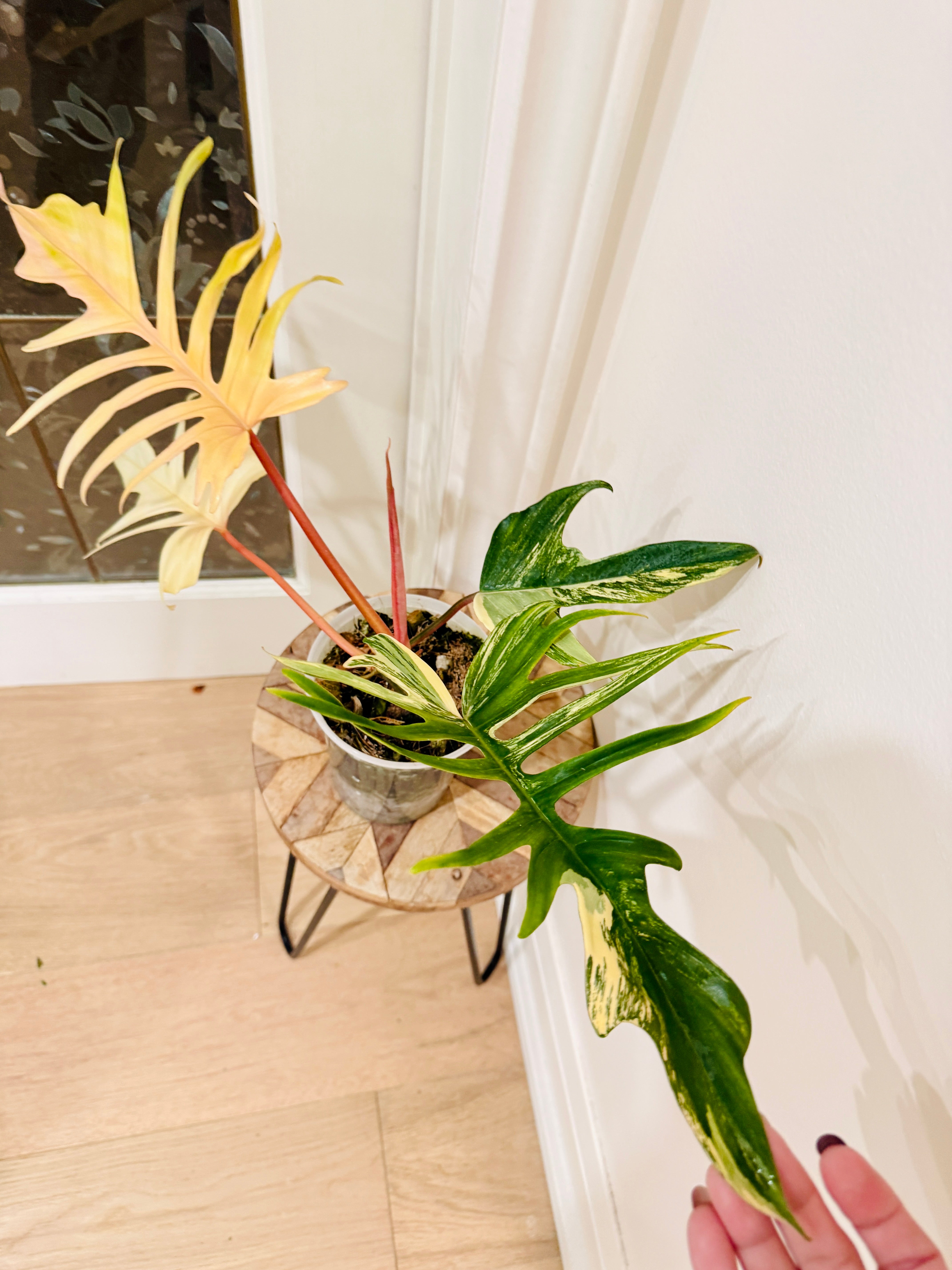 Philodendron Florida Beauty x Tortum – Rare Tropical Plants Canada