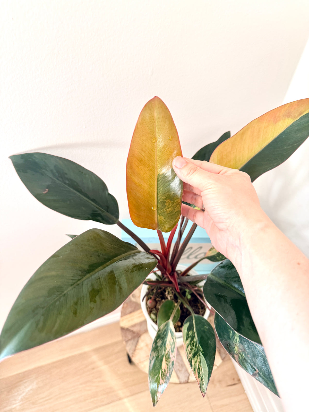 Philodendron Red Congo Variegated