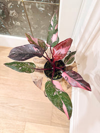 Philodendron Pink Princess Galaxy
