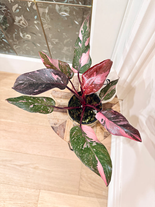 Philodendron Pink Princess Galaxy