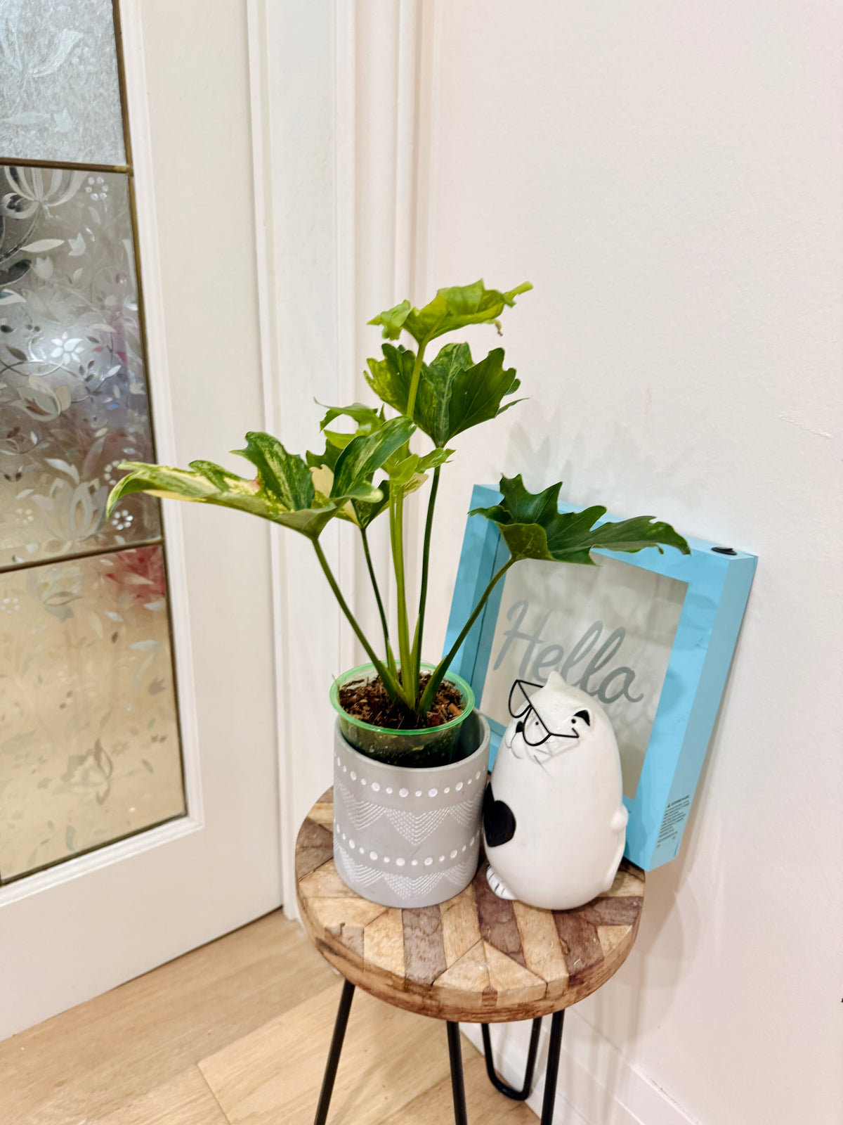 Philodendron Selloum Variegated