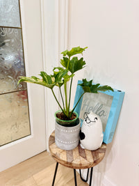 Philodendron Selloum Variegated