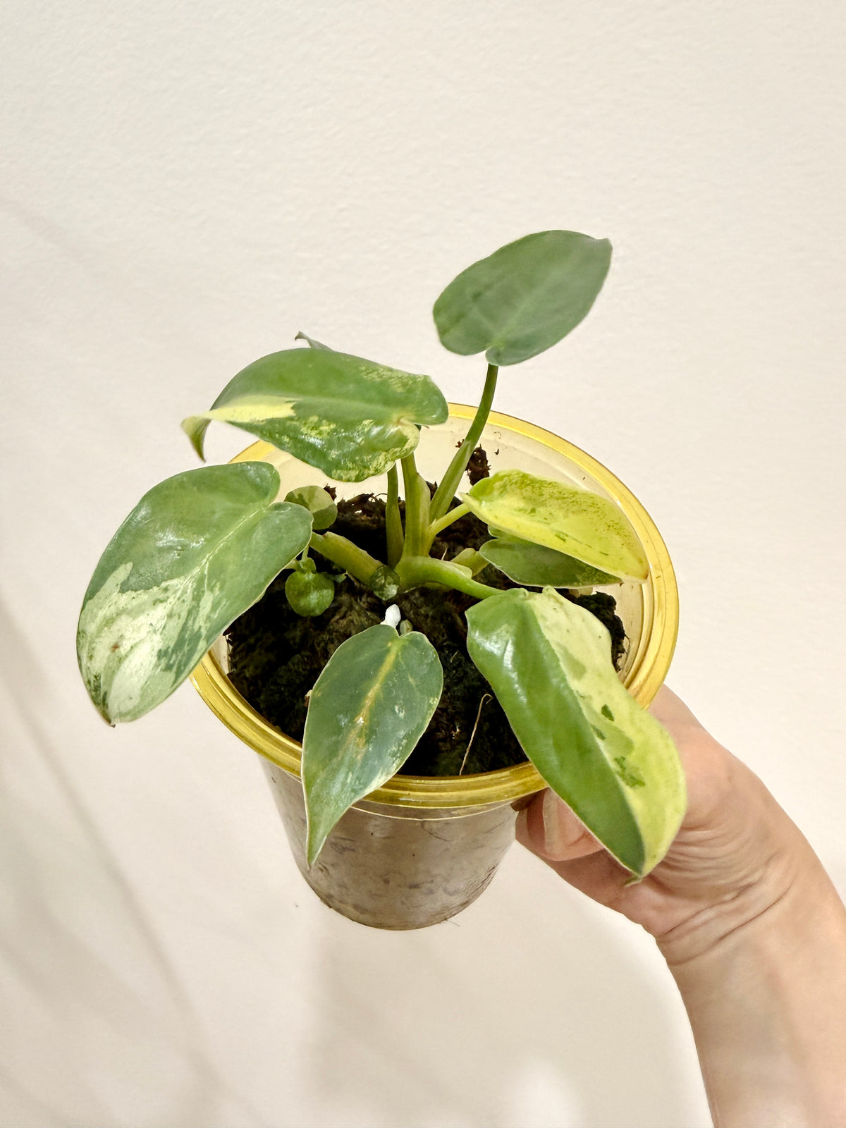 Philodendron Ilsemanii