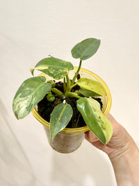 Philodendron Ilsemanii