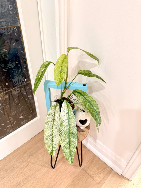 Rhaphidophora Gorillan Variegated