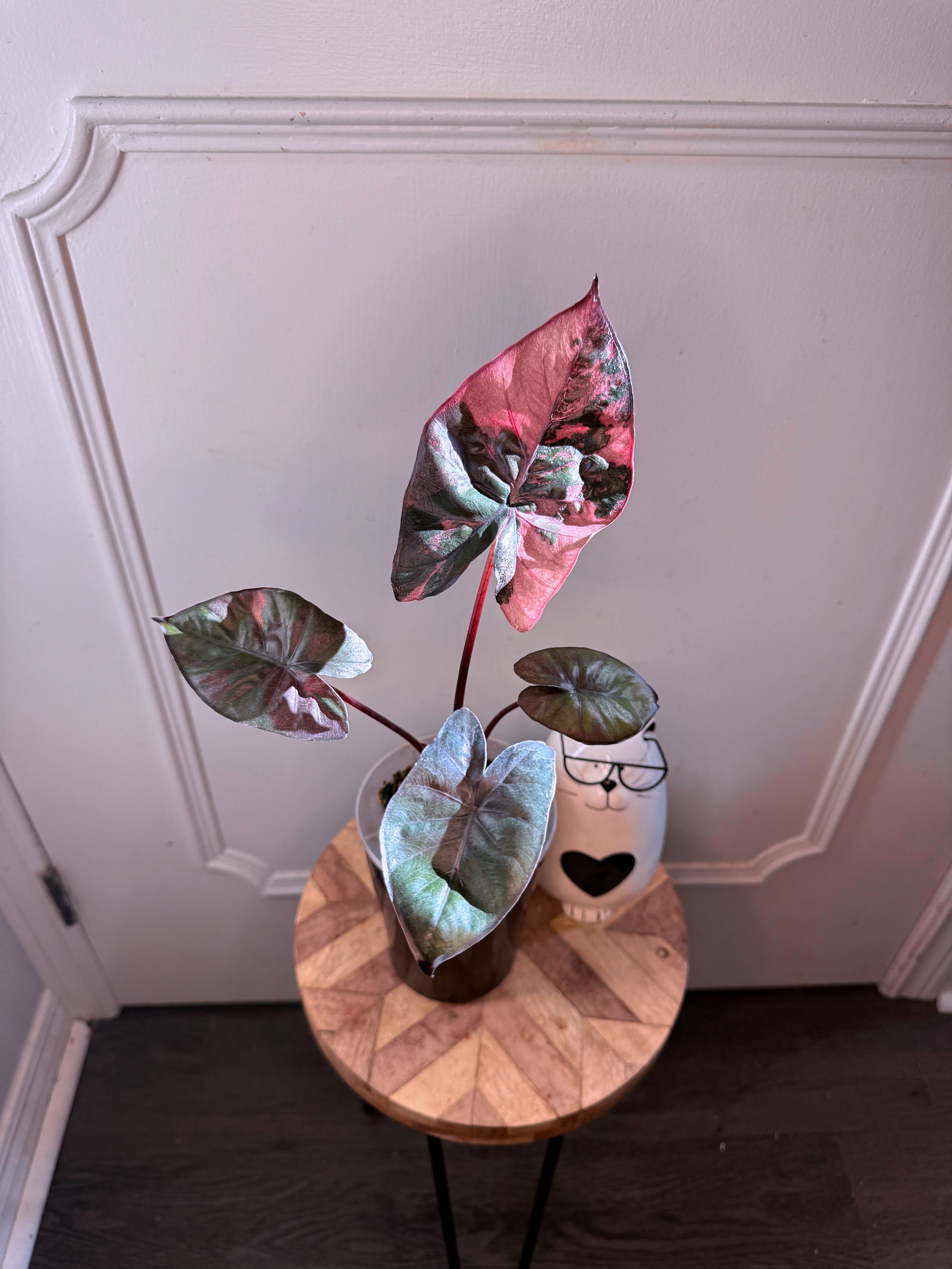 Alocasia Serendipity Variegated – Rare Tropical Plants Canada
