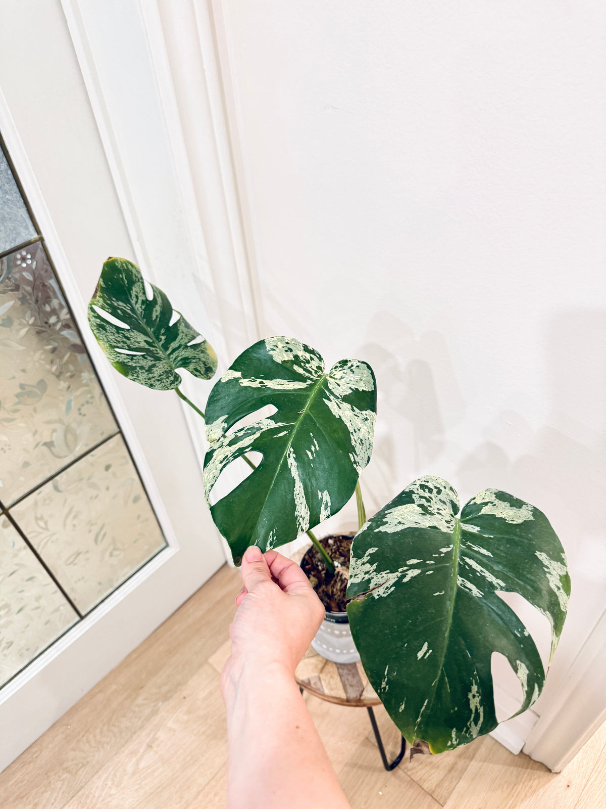 Monstera Bulbasaur