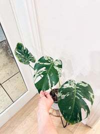 Monstera Bulbasaur