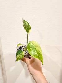 Monstera Electrolyte