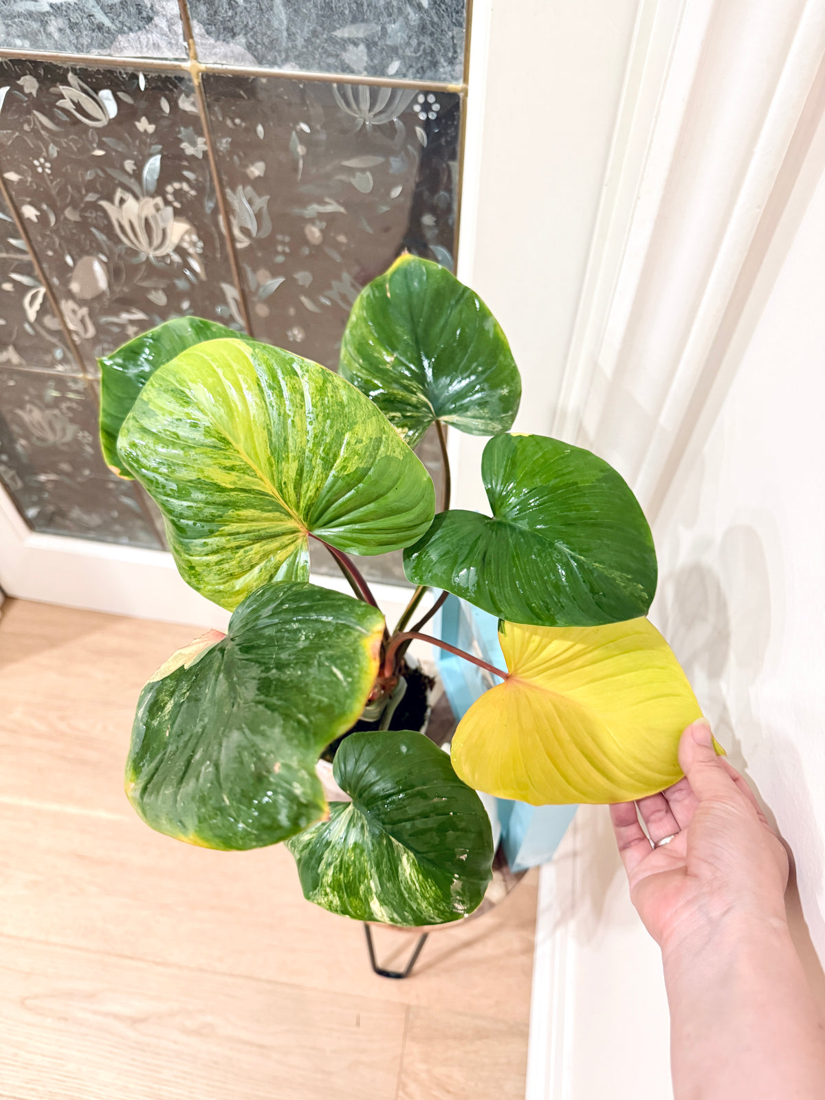 Homalomena Rubescen Tricolour