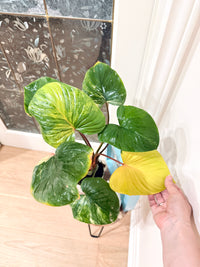 Homalomena Rubescen Tricolour