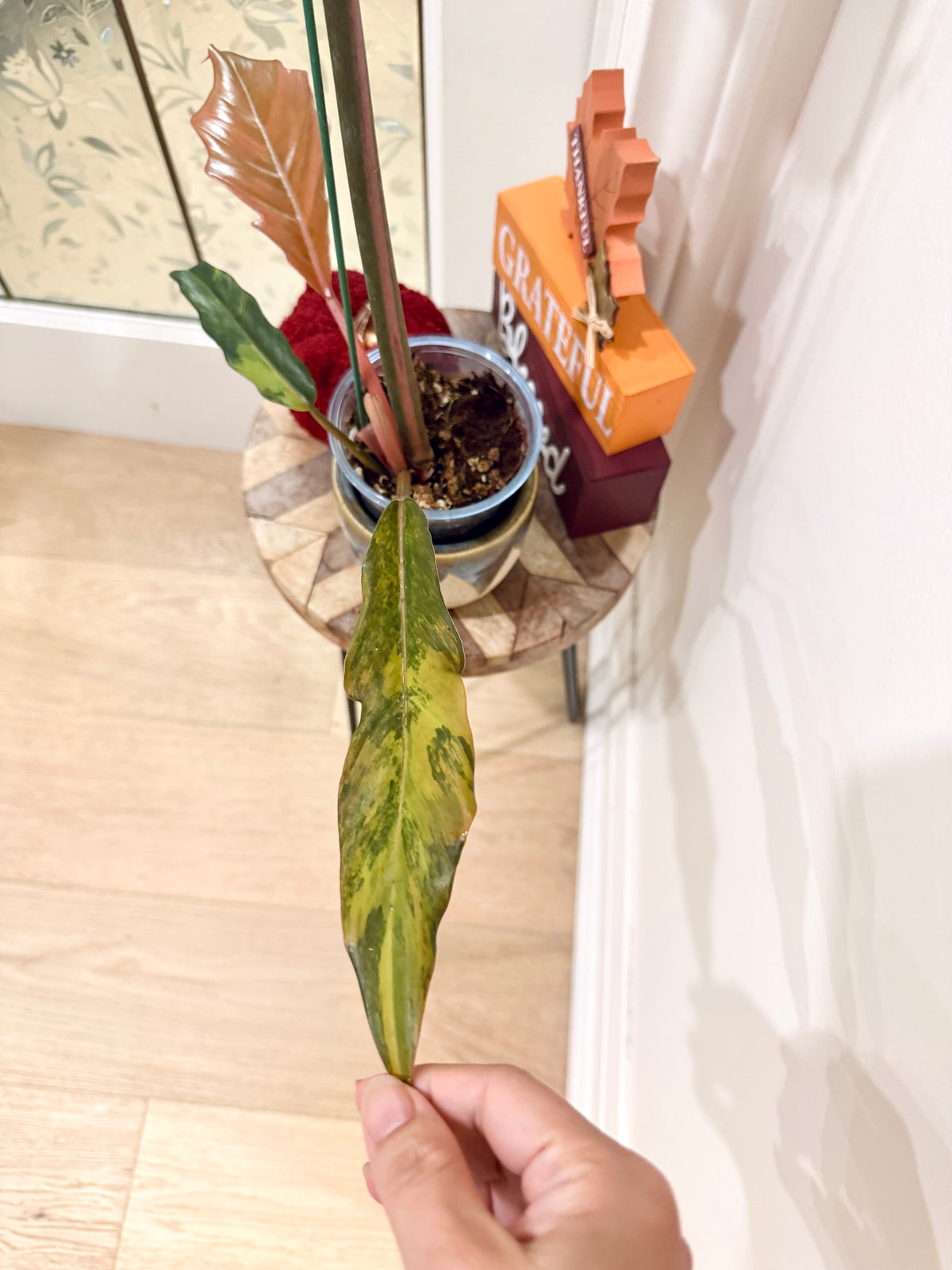 Philodendron Caramel Marble
