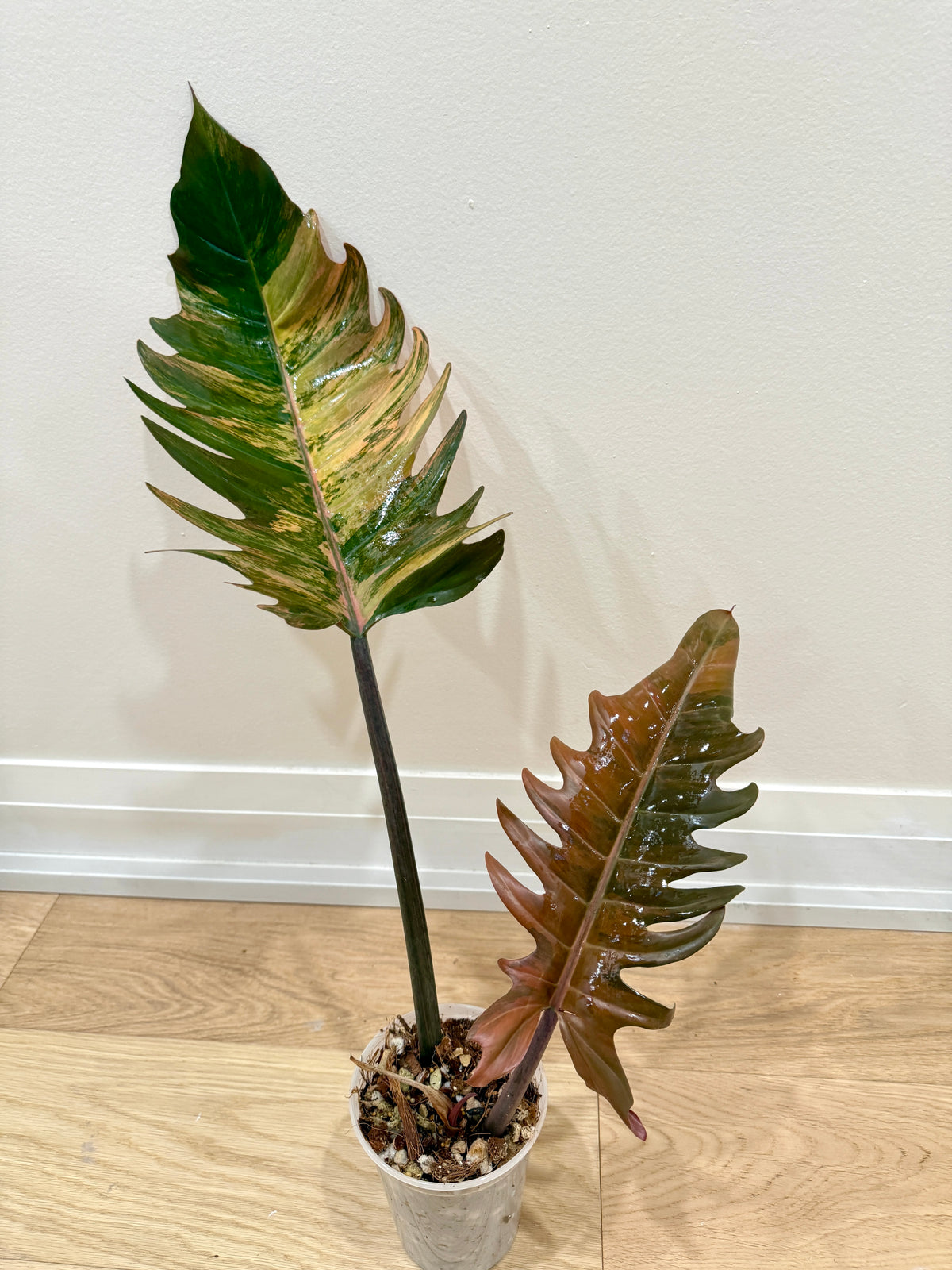 Philodendron Caramel Marble