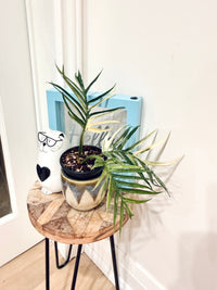 Philodendron Tortum Variegated