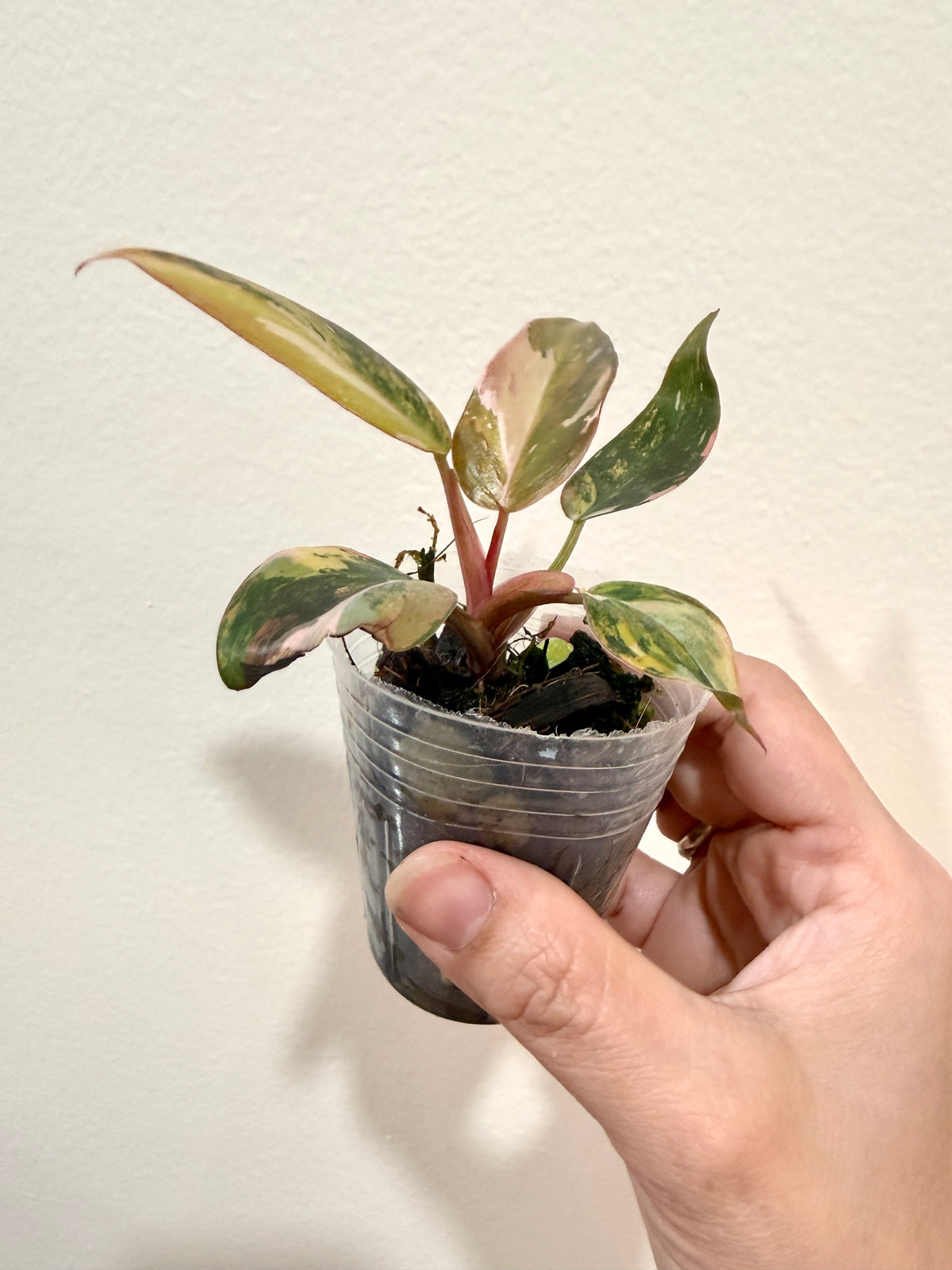 Philodendron Princess Tricolour