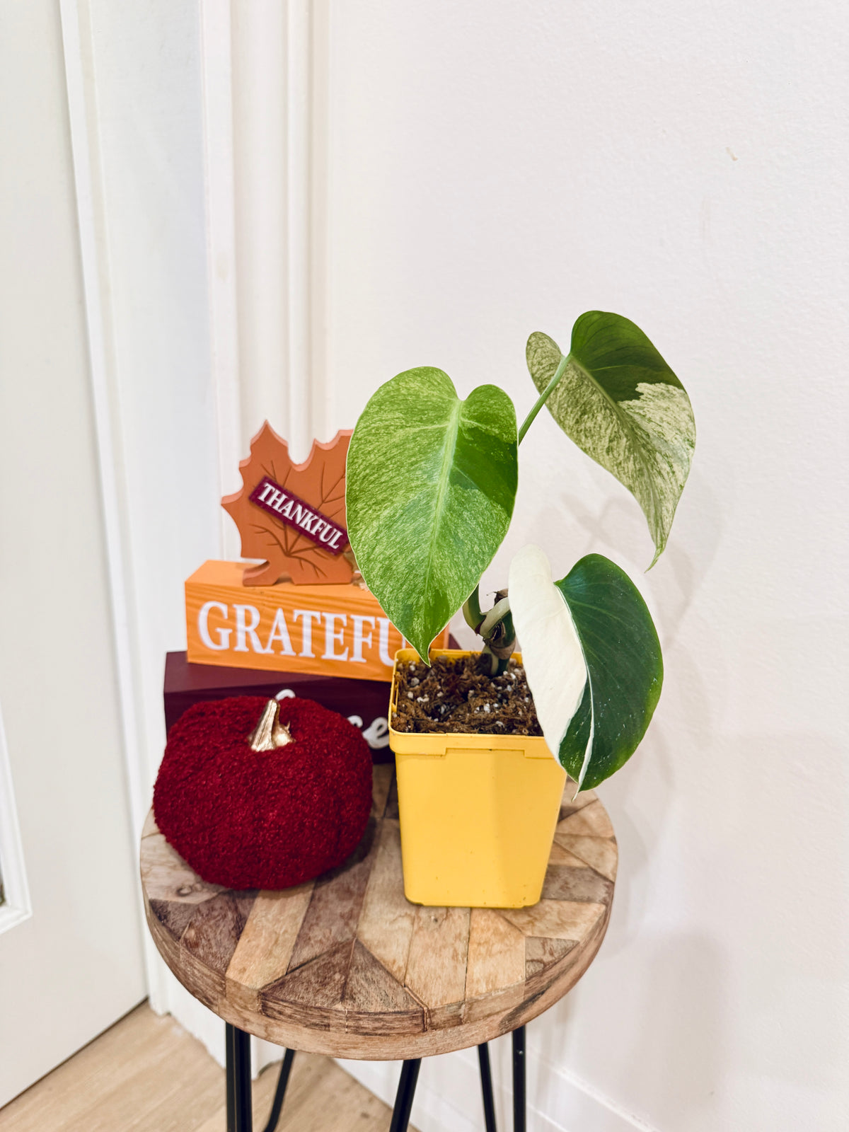 Monstera Jungle Mint