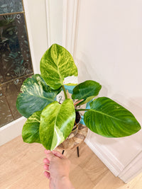 Philodendron White Knight Aurea/Tricolour