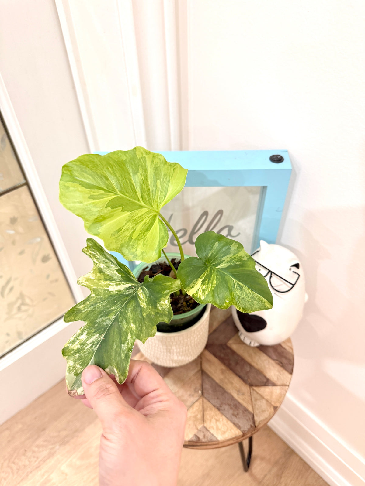 Philodendron Selloum Variegated