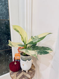 Variegated Dieffenbachia "Big Ben"