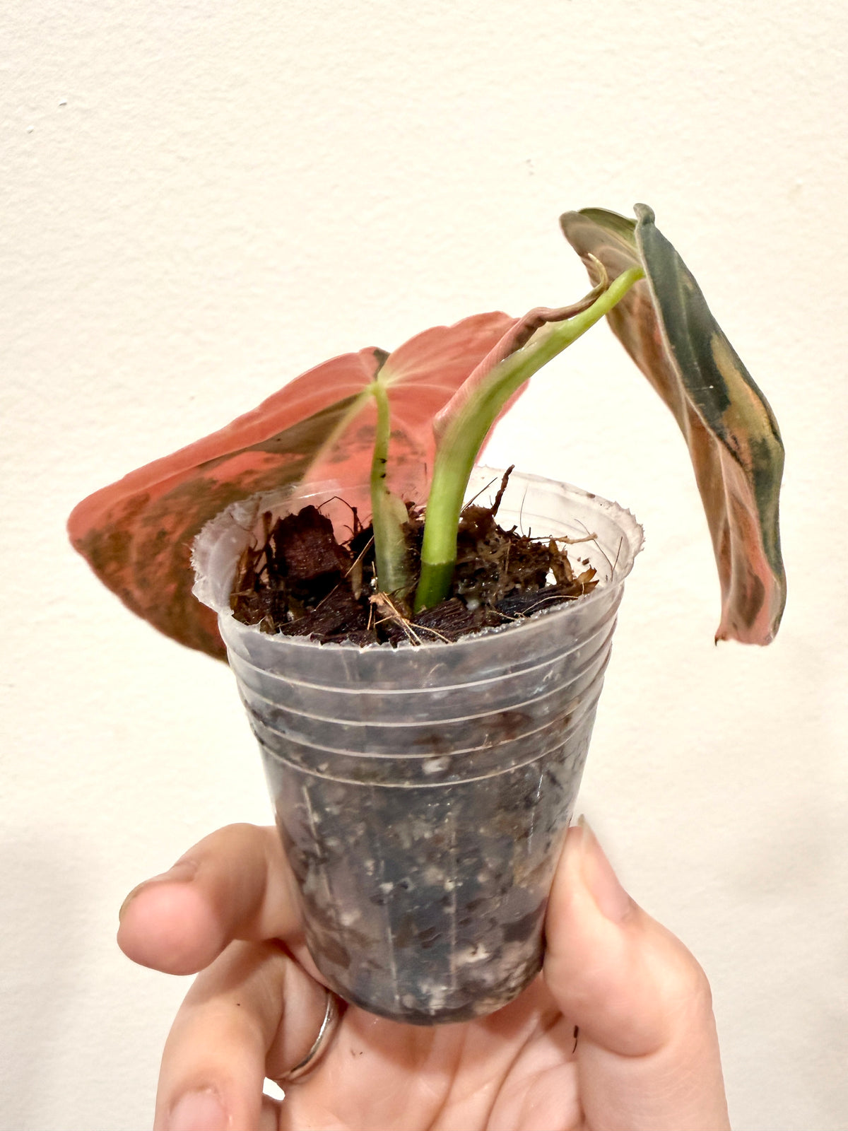 Philodendron Melanocrysum Orange "Bonfire"