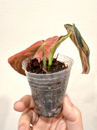 Philodendron Melanocrysum Orange "Bonfire"