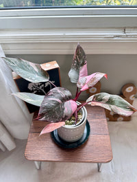 Philodendron Pink Princess Galaxy